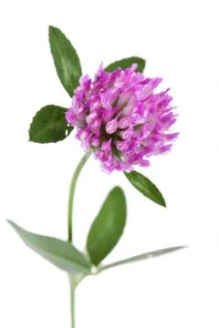 Red clover on white background Stock Photos