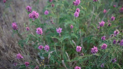 Red clover.Top view.Wildflowers Stock Footage 53103640