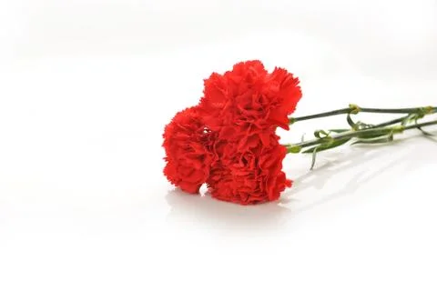 Red cloves Stock Photos