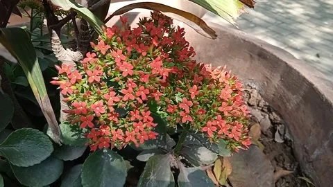 Red Cluster Video stock 150116354