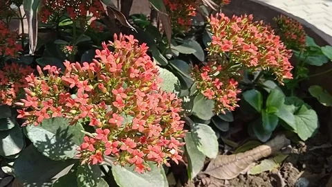 Red clustered flowers Video stock 150059193