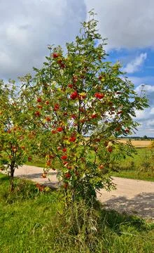 Red clusters of berries on branches of rowan trees along country road in th.. Stock Photos