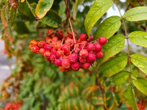 Red clusters of mountain ash on a background of green foliage Stock Photos