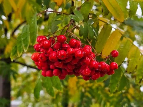Red clusters of mountain ash on a background of green foliage Stock Photos