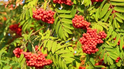 Red clusters of mountain ash on a sunny day. Autumn. Stock Footage 285335668