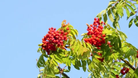 Red clusters of mountain ash on a sunny day. Autumn. Stock Footage 285335715