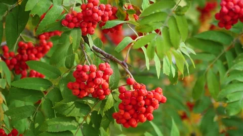 Red clusters of mountain ash on a sunny day. Autumn. Vídeo Stock 285335933