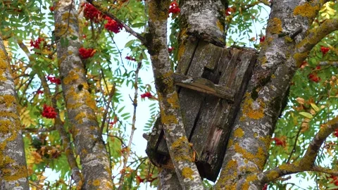 Red clusters of mountain ash on a sunny day. Autumn. 스톡 동영상 285335960