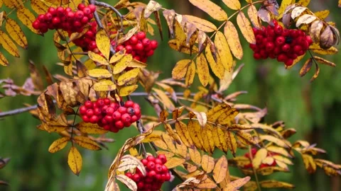 Red clusters of mountain ash on a sunny day. Autumn. Stock Footage 288617626