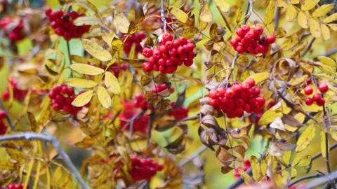 Red clusters of mountain ash on a sunny day. Autumn. Stock Footage 288617663