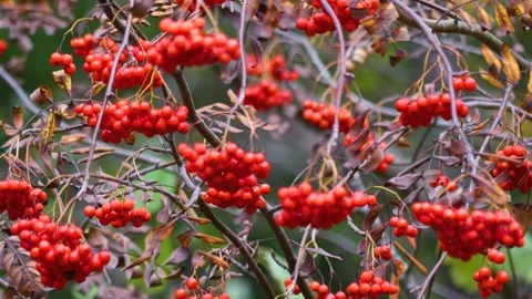 Red clusters of mountain ash on a sunny day. Autumn. Vídeo Stock 288617695