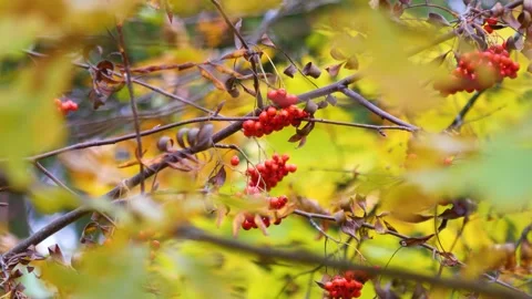 Red clusters of mountain ash on a sunny day. Autumn. 스톡 동영상 288617715