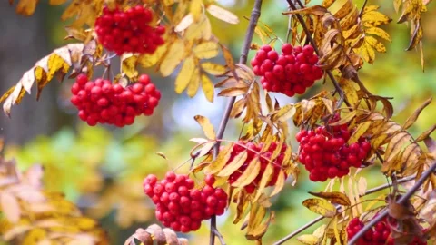 Red clusters of mountain ash on a sunny day. Autumn. Stock-Footage 288617731