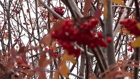 Red clusters of rowan berries Stock Footage 260376182