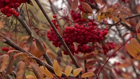 Red clusters of rowan berries Stock Footage 260376190