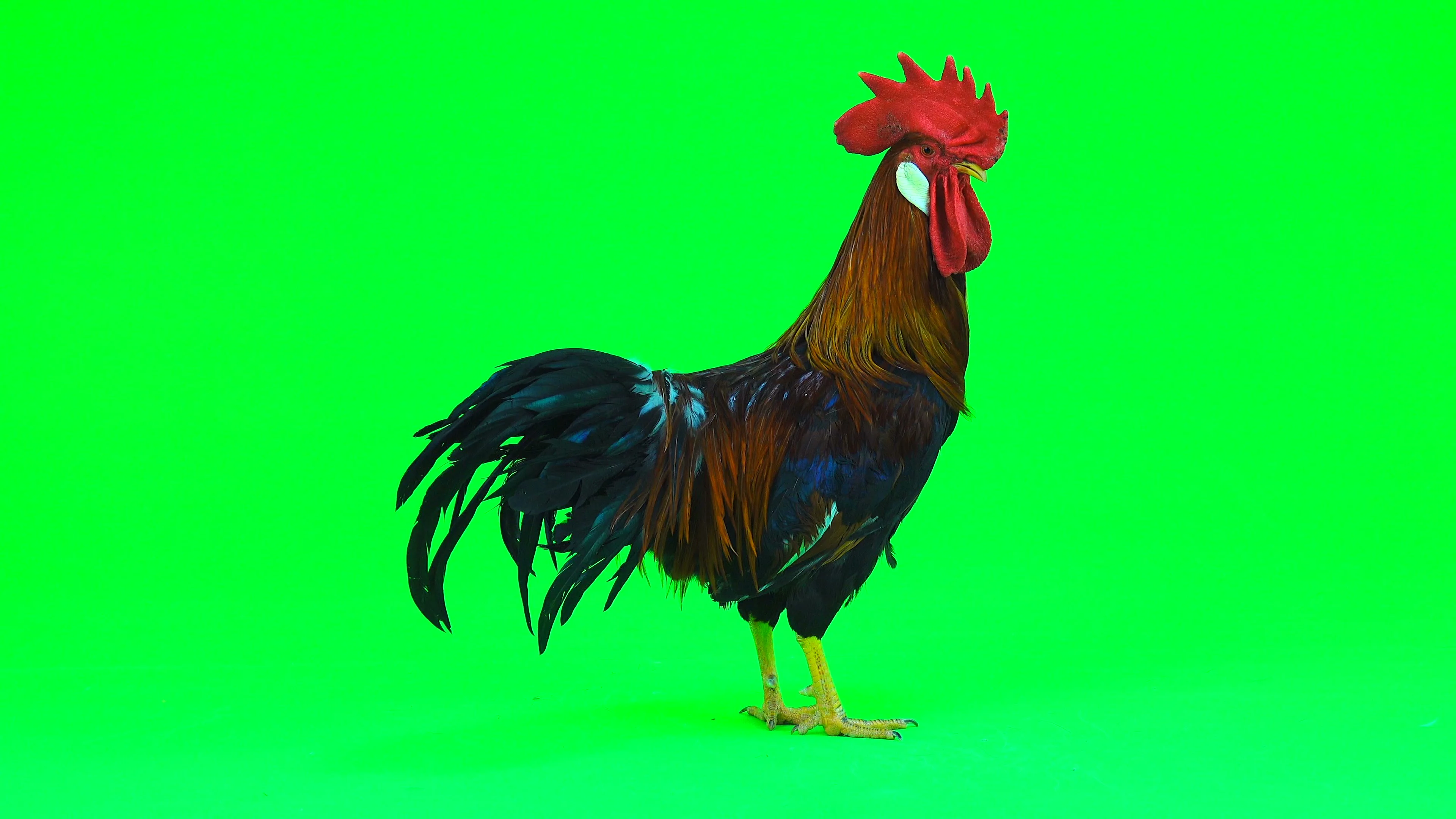 Red cock