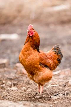 Red cock looking at the camera Stock Photos
