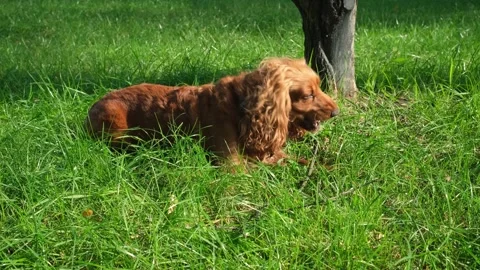 Red Cocker Spaniel Chewing Stick on Park Lawn 스톡 동영상 336631480