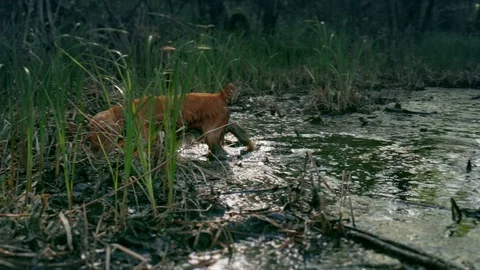 Red cocker spaniel dog hunting fowl in the bog swamp water 4k Stock Footage 76449706