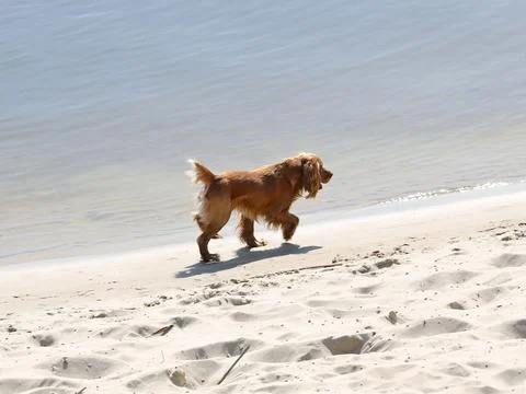 A red cocker spaniel dog joyfully runs along the beach near the water. Holi.. Stock Photos