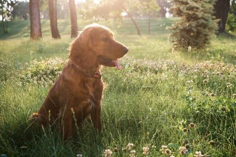 Red cocker spaniel walks in the park at sunrise Stock Photos