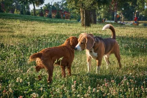 Red cocker spaniel walks in the park at sunrise Stock Photos