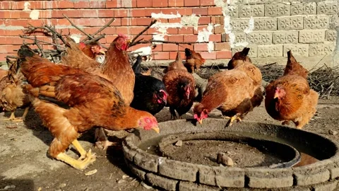 A red cockerel with a broken leg drinks Stock Footage 168148720