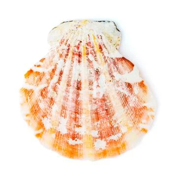 Red cockleshell Sea shell isolated on white Stock Photos