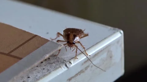 A red cockroach on the edge of the kitchen table Stock Footage 265157264