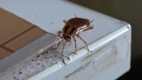 A red cockroach on the edge of the kitchen table Stock Footage 265157265