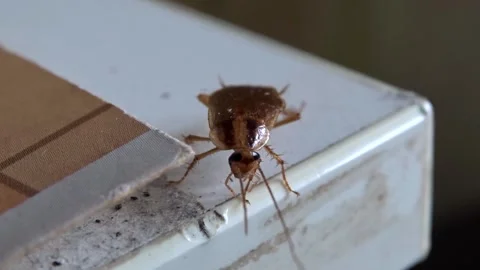 A red cockroach on the edge of the kitchen table Stock Footage 265157270