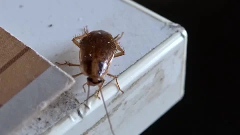 A red cockroach on the edge of the kitchen table Stock Footage 265157272