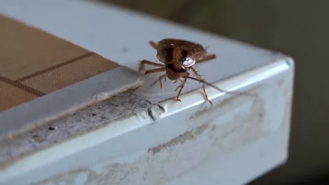 A red cockroach on the edge of the kitchen table Stock Footage 265157282