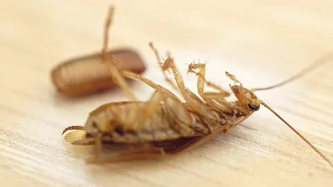 Red cockroach lying on its back and moving its legs after laying an egg Video stock 163973497