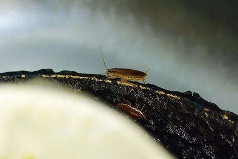 Red cockroach - Prusak, German cockroach. The insect is a pest. Stock Photos