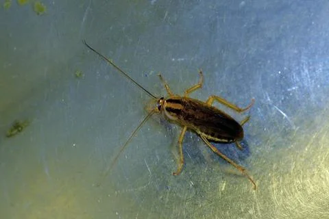 Red cockroach - Prusak, German cockroach. The insect is a pest. Stock Photos