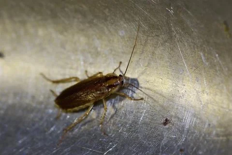 Red cockroach - Prusak, German cockroach. The insect is a pest. Stock Photos