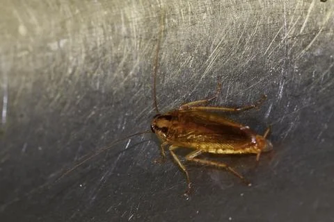 Red cockroach - Prusak, German cockroach. The insect is a pest. Stock Photos