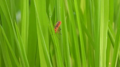 Red Cockroach  in rice grass . leaf . Stock Footage 253494651