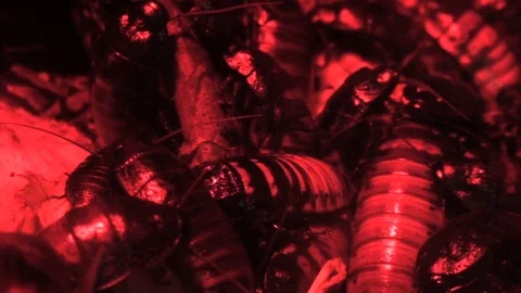 Red Cockroaches Stock Footage 98679637