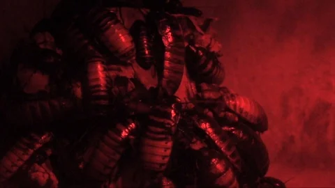 Red Cockroaches Stock Footage 98679645