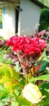 Red Cock's Comb Stock Photos