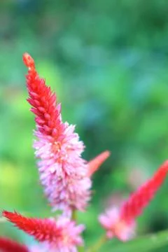 Red Cockscomb closeup Stock Photos