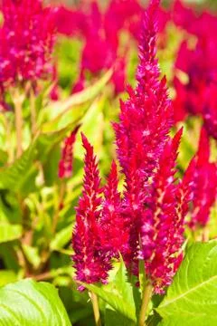 The red cockscomb flower for background. Stock Photos