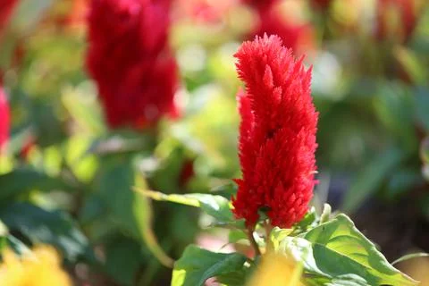 Red of Cockscomb flower in bloom. Stock Photos