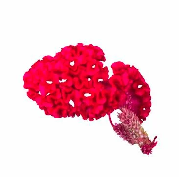 Red cockscomb flower Stock Photos