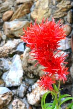 Red cockscomb flower Stock Photos