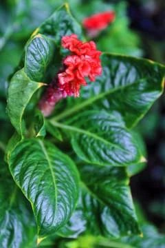 Red cockscomb or wool flower or Celosia cristata. Dumaguete-PH Stock Photos