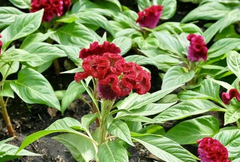 Red Cockscomb, Woolflowers or Celosia Cristata Flowers Stock Photos