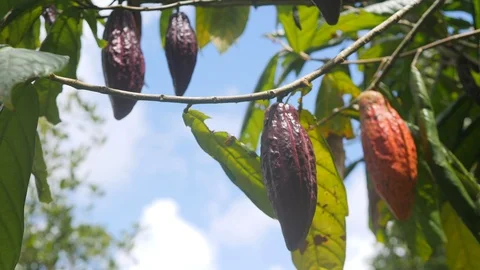 Red Cocoa Pods Hanging on Tree Branch at Organic Plantation Farm. 4K. Stock Footage 87980343